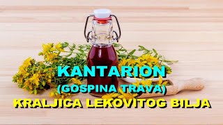 KANTARION GOSPINA TRAVA  KRALJICA LEKOVITOG BILJA [upl. by Aciamaj715]