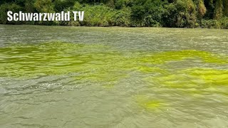 🚨🟡 ChemieUnternehmen äußert sich zur Gelbfärbung vom Rheinwasser bei GrenzachWyhlen 04082024 [upl. by Otrebogad]