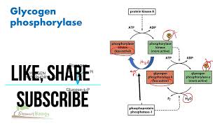 Glycogen phosphorylase regulation [upl. by Walcott288]