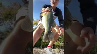 ZMAN HELLRAIZER bassfishing fishing zman [upl. by Kailey]