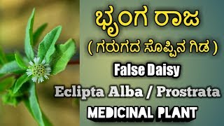 ಭೃಂಗರಾಜಗರುಗದ ಗಿಡ False Daisy Eclipta Alba  Prostrata [upl. by Suoiluj]