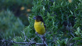 Fledgling of Black BackedGrosbeak [upl. by Yardna668]