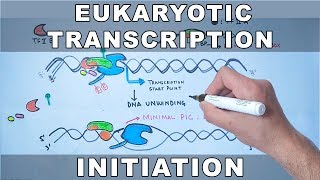 Transcription in Eukaryotes Initiation Elongation Termination Transcription Factors amp RNA processing [upl. by Yllas]