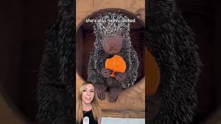 Quinn the prehensile tailed porcupine is a celebrity because of her exceptional snacking [upl. by Man]