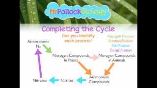 MrPollockBiology QampA 2 Nitrogen Cycle [upl. by Milka]