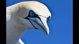 Northern Gannets Morus bassanus plunge diving Noss Shetland [upl. by Merras]