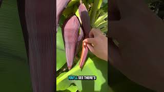 banana flower fruit racks forming dwarf Cavendish ￼ [upl. by Reivax]