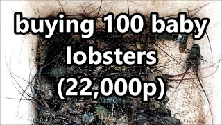 Lobster farming in the Philippines Buying Lobster babies [upl. by Goodspeed]