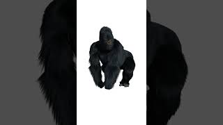 gorilla official video song [upl. by Eilitan]