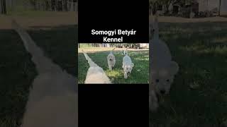 Komondor puppies in Somogyi Betyár Kennel [upl. by Auqinehs]