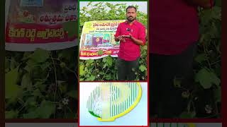 Prathiba BioTech Cotton Seeds  Cotton Farming  Best Cotton Seeds Store in Karimnagar  cottonfarm [upl. by Dachi]