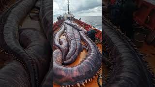 fishing 🦑 squid あい fish seaworm 🐙 すばらしい 釣り sealife amazing 海の生物 मछलीपकड़ने mancing [upl. by Cacka]