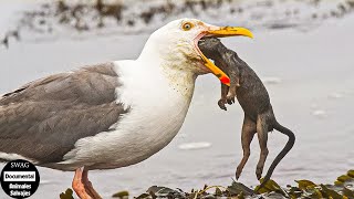 ¡Horrorizado Los Pájaros Atacan Y Derriban A Sus Presas En Segundos  Animales Salvajes [upl. by Mozart]