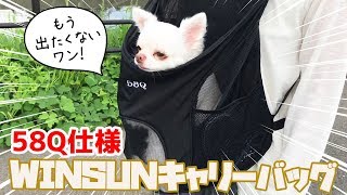 犬猫用リュック型キャリーバッグに快適過ぎるのかコハク出る気なし！WINSUN｜Carriy bag for dog and cat [upl. by Annaes]