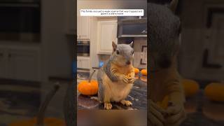 This family rescued a weak squirrel that was trapped and gave it a warm home animalshorts [upl. by Kare]