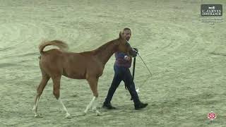 N 56 MG AL HAILAN ERAB Arabian Horse International Show 2024 Colt Foals Class 2A [upl. by Asilam692]