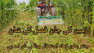 Jantar ke kasht in PakistanSesbania Cultivationزمین کو زرخیز کرنے کا بہتریسر سب یوریا کھاد جنتر [upl. by Lirva]