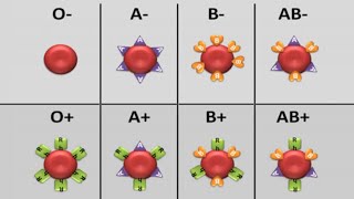 ⭕️ Groupage Sanguin  ABO  RHESUS  et Transfusion  khadidja ferdj [upl. by Aikat784]
