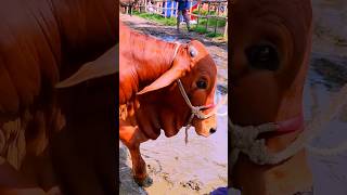 Cow videos😅 shortsvideo funnyshorts funny cowGoru [upl. by Hueston543]