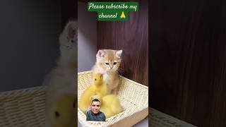 The life of ducklings and cute cats Cats vs baby duck 🦆 shorts duckfeet cuteduck cat [upl. by Rehpotsirc18]