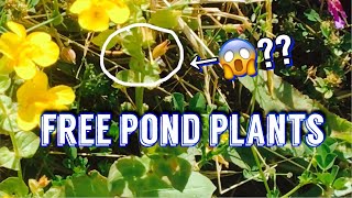 How to Find FREE Pond Plants [upl. by Nairrad]