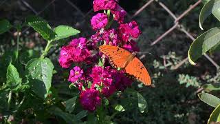 Gulf Fritillary on mathiola incana [upl. by Faulkner678]