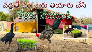 కోడి దాణాగా మట్టిని ఉపయోగించి వరిని ఎలా పండించాలి  Venkat Laxmi Vlogs [upl. by Rama]