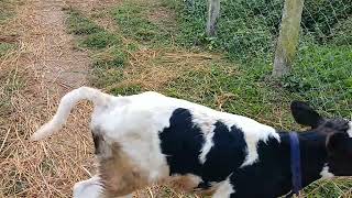 Oscar flekview friesian calf [upl. by Airrej212]