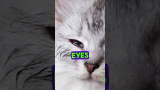 Eye infection treatment in cats kitten eye infection treatment at home Drhira saeed [upl. by Ja]