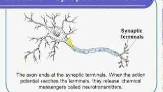 Biological Sciences Neuron Structure [upl. by Cerallua]