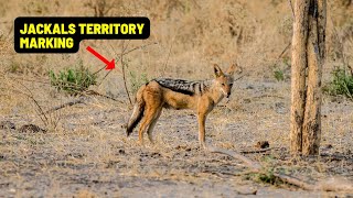 Jackals Marking Their Territory in Nairobi National Park [upl. by Isiahi208]