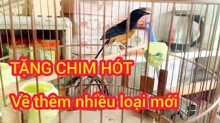 271024 NAY E VỀ NHIỀU CHIM THUỘC GIÁ MỀM MUA CHIM TẶNG CHIM CHIM AVI CẢNH SINH SẢN [upl. by Addia]