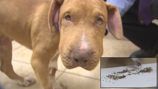 Puppy Survives Being Stung By Over 400 Bees [upl. by Ekard]