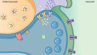 Sensitization in Aplysia [upl. by Niffirg464]