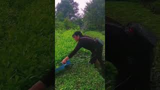 Grass blade harvesting [upl. by Mur]