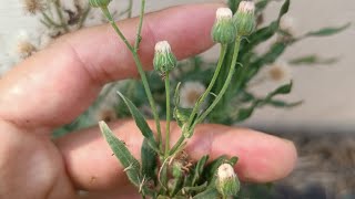 DIFFERENZA TRA SAEPPOLA CANADESE E SAEPPOLA DI BUENOS AIRES  Erigeron canadensis vs E bonariensis [upl. by Dirtsa303]