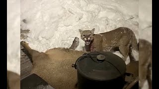 Colorado Man Wakes Up to Discover a Mountain Lion Eating an Elk on His Front Porch [upl. by Llenrod]