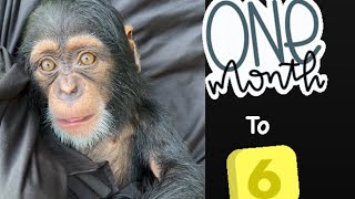 Watch baby chimp grow from 16 months [upl. by Goddart119]