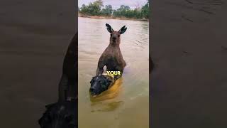 Kangaroo Tries To Drown Dog [upl. by Ardiekal]