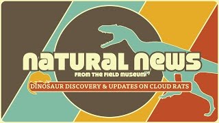 Dinosaur Discovery amp Updates on Cloud Rats  Natural News from The Field Museum  Ep 1 [upl. by Nahttam]