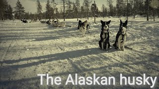 The Alaskan Husky [upl. by Nahrut]