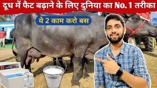 गाय भैंस के दूध में फैट कैसे बढ़ाये । Milk Fat Increase Formula [upl. by Harol880]