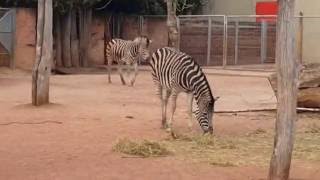 Chapman Zebra at Zoo Saarbrücken in Germany 31082016 [upl. by Grannie338]