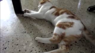 Jamaican Cat Tears Apart Croaking Lizard Limb by Limb [upl. by Ignacio284]