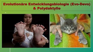 Evolutionäre Entwicklungsbiologie und Polydaktylie [upl. by Wehner]