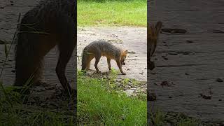 Gray Fox Carries Its Prey Away From the Big Rock [upl. by Htelimay288]