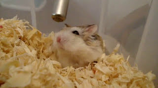 Pingpong roborovski hamsters 1 squeak [upl. by Araeit]