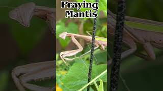 Praying Mantis insects prayingmantis wildlife [upl. by Debo]