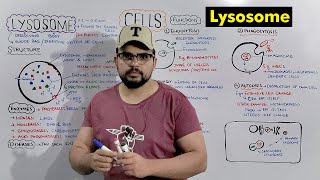 Lysosome  Suicide bag of Cell Structure and Function of Lysosome Detailed Series [upl. by Constanta]