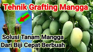 Cara Tanam Mangga Dari Biji Agar Cepat Berbuah Lebat [upl. by Anelehs240]